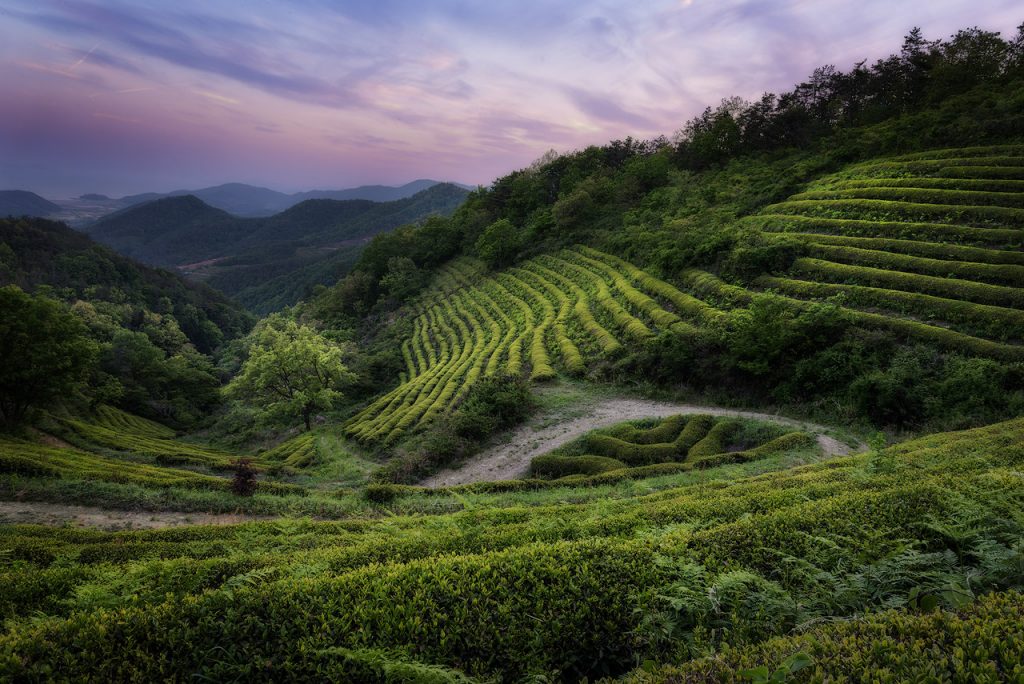 Boseong green tea field