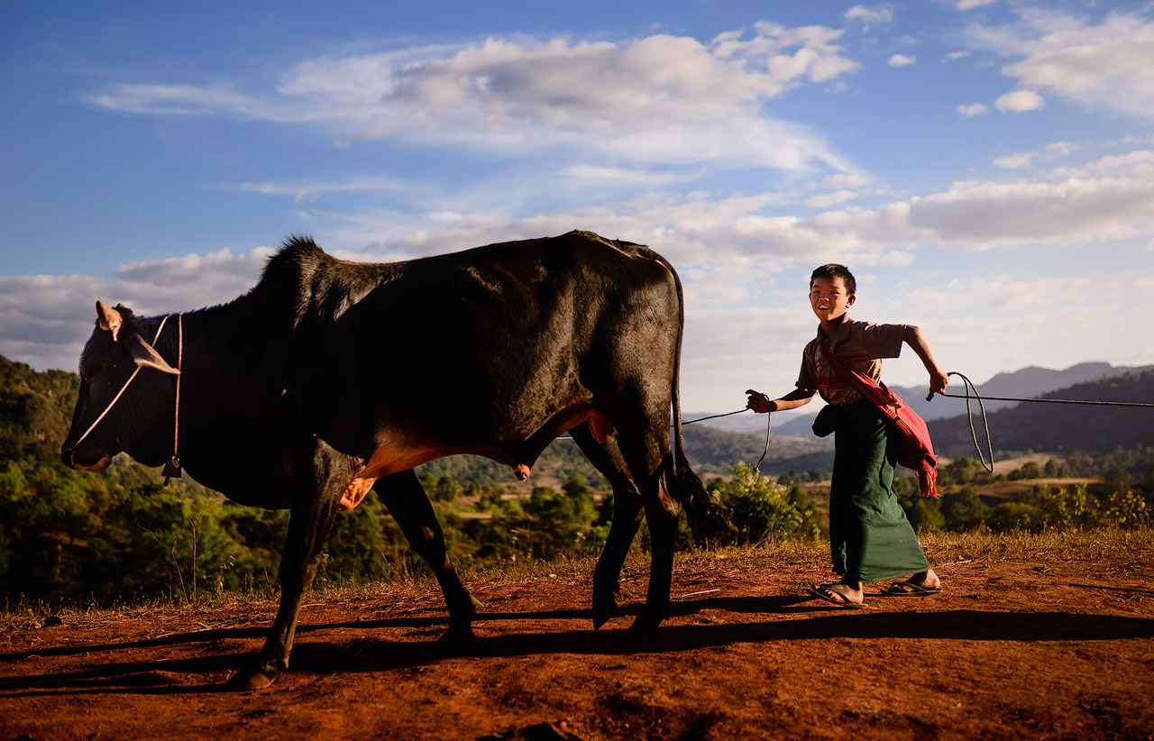 Boy herding an ox in Myanmar