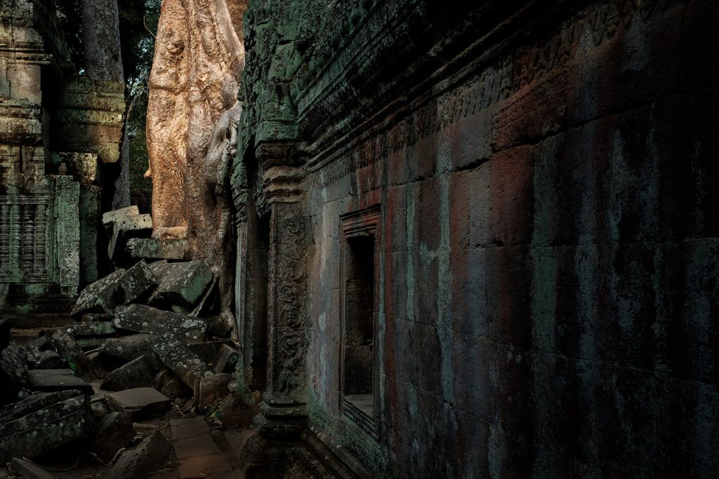 Spung tree in Ta Prohm temple