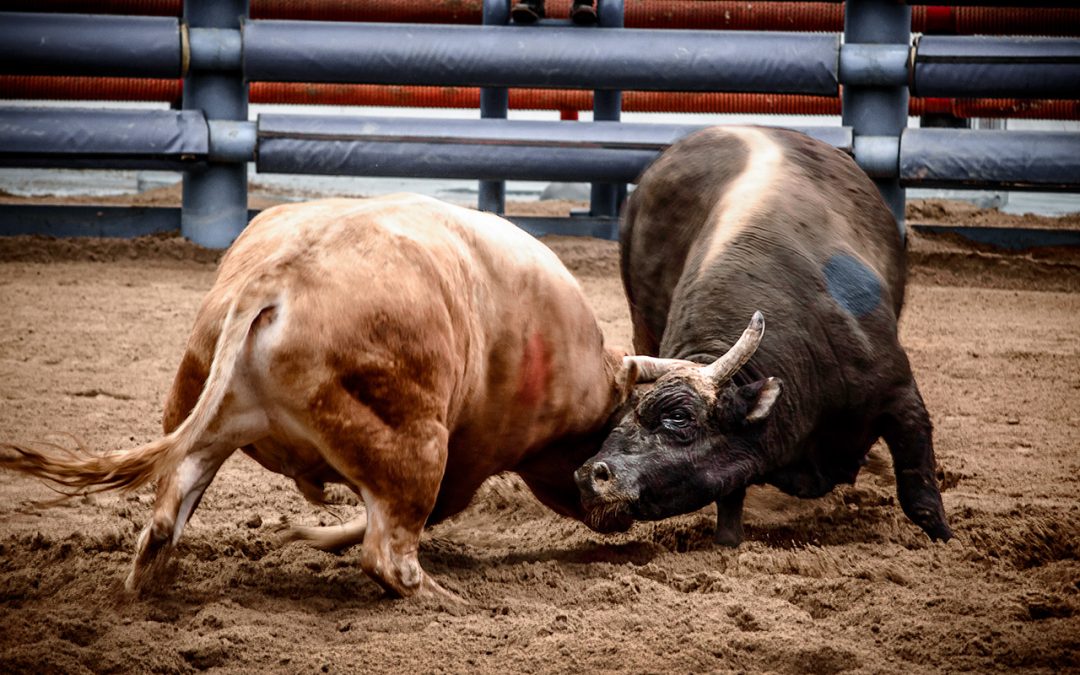 Horny in the Hills ~ Cheongdo Bullfighting Festival