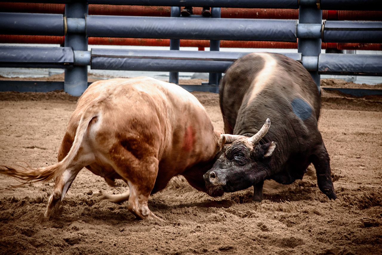 Cheongdo bullfighting festival